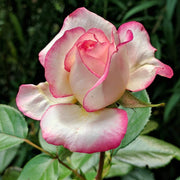 Pale Pink Osiria Rosa spp. Seeds