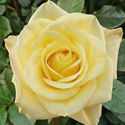 Pale Yellow Rosa spp. Seeds
