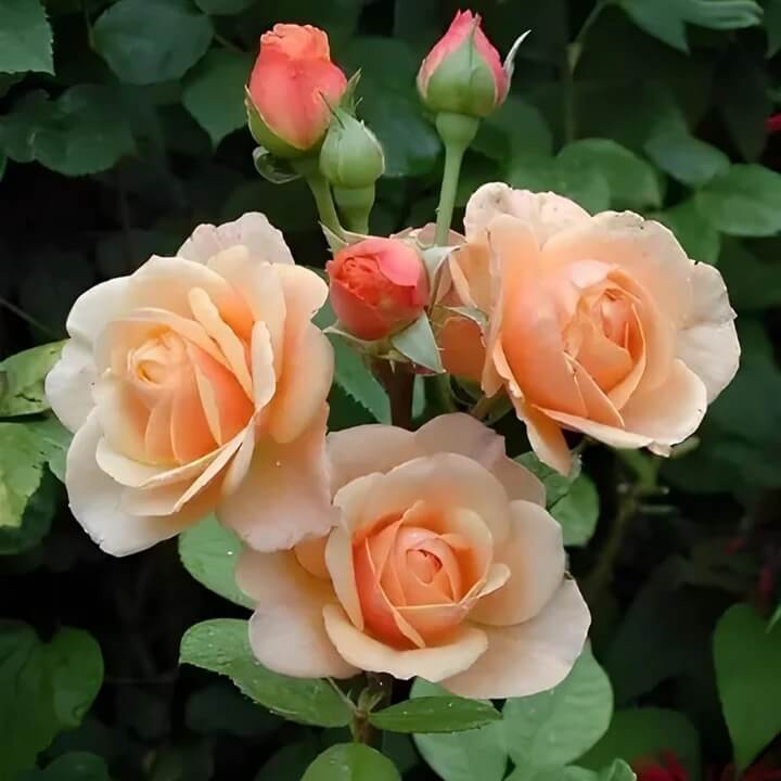 Peach Rosa spp. Seeds