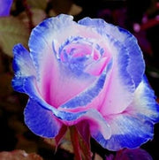 Pink & Blue Rosa spp. Seeds