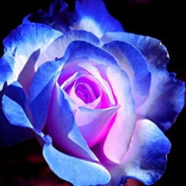 Pink & Blue Rosa spp. Seeds