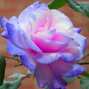 Pink & Blue Rosa spp. Seeds
