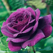 Pink Dark Violet Rosa spp. Seeds