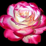 Pink Osiria Rosa spp. Seeds