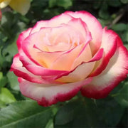 Pink Osiria Rosa spp. Seeds