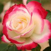 Pink Osiria Rosa spp. Seeds