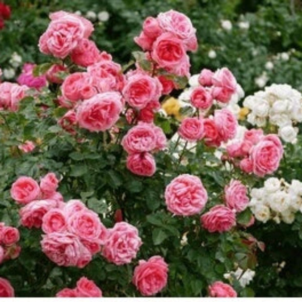 Pink Rosa spp. Seeds
