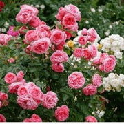 Pink Rosa spp. Seeds