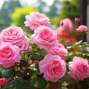 Pink Rosa spp. Seeds