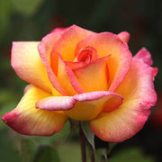 Pink & Yellow Rosa spp. Seeds