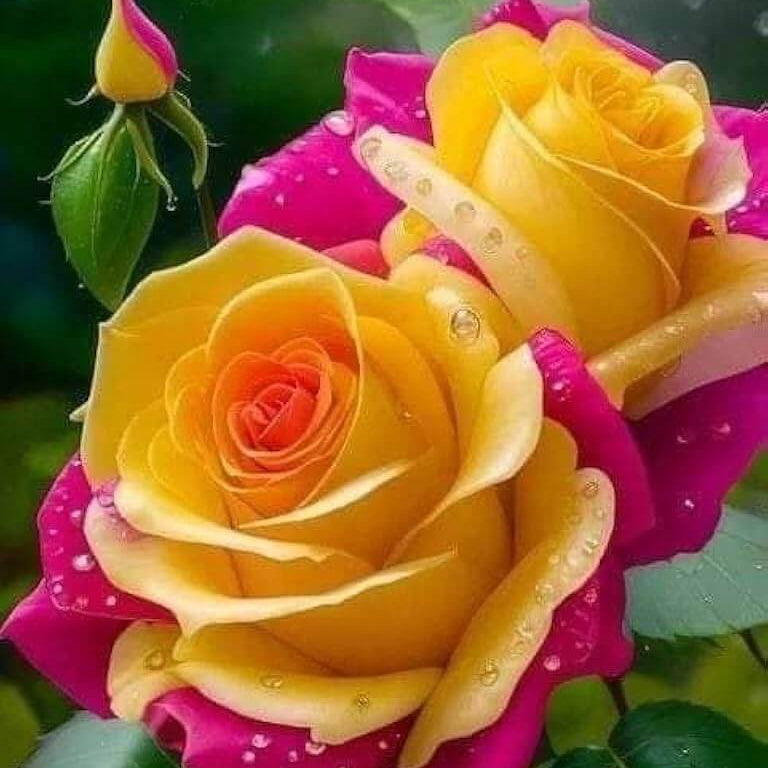 Pink & Yellow Rosa spp. Seeds