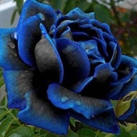Purple Black Rose Rosa spp. Seeds
