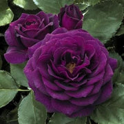 Purple Dragon Rosa spp. Seeds