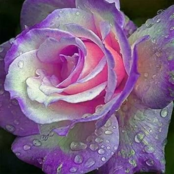 Purple & Pink Rosa spp. Seeds