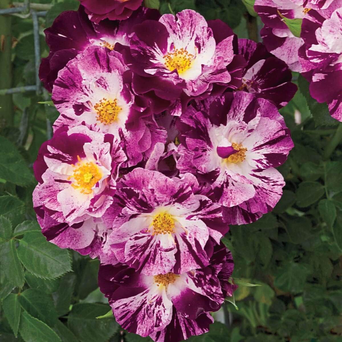 Purple & White Climbing Rosa spp. Seeds