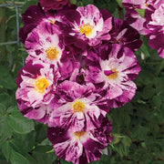 Purple & White Climbing Rosa spp. Seeds