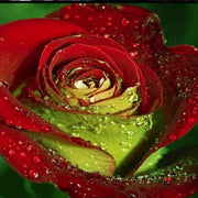 Red & Green Rosa spp. Seeds