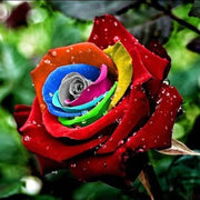 Red Multi-Color Rosa spp. Seeds