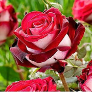 Red Multi-Color Rosa spp. Seeds