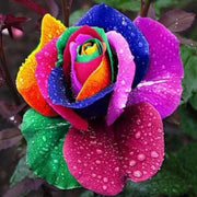 Red Multi-Color Rosa spp. Seeds