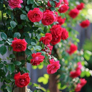 Red & Pink Climbing Rosa spp. Seeds
