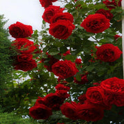Red & Pink Climbing Rosa spp. Seeds