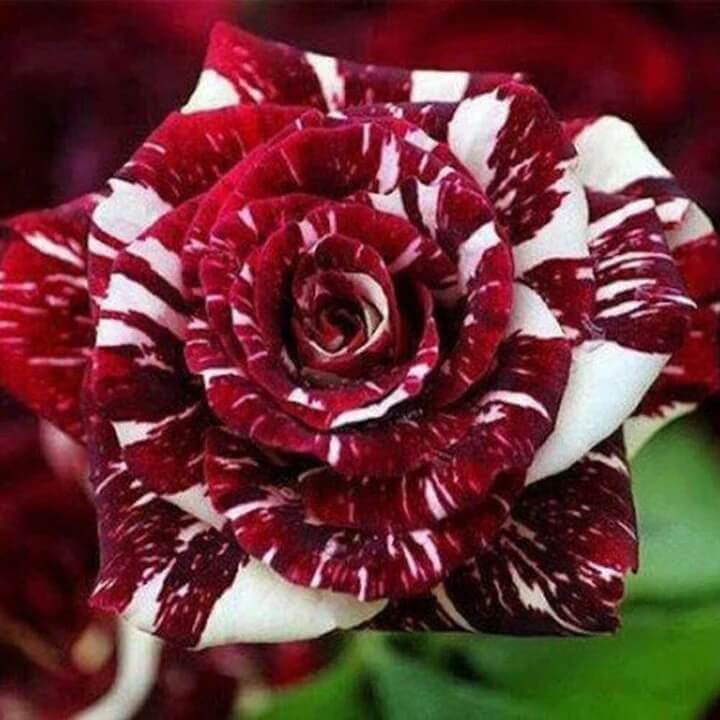 Red White Dragon Rosa spp. Seeds