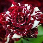 Red White Dragon Rosa spp. Seeds