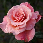 Salmon Pink Rosa spp. Seeds