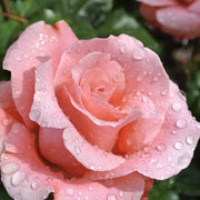 Salmon Pink Rosa spp. Seeds