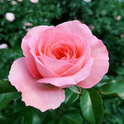 Salmon Pink Rosa spp. Seeds