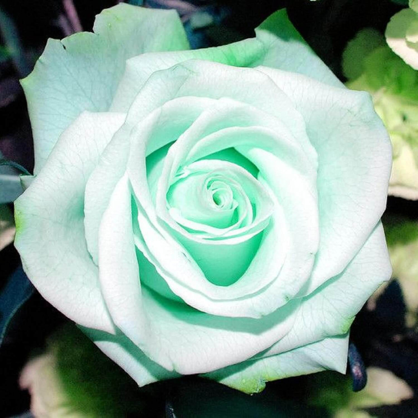 Sea Green Rosa spp. Seeds