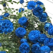 Sky Blue Rosa spp. Seeds