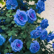 Sky Blue Rosa spp. Seeds