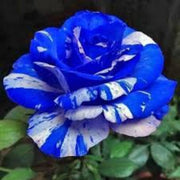 Tiger Stripe Blue Rosa spp. Seeds