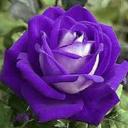 Violet White Rosa spp. Seeds