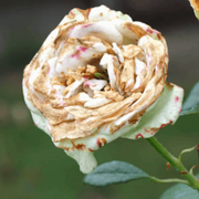 White & Brown Rosa spp. Seeds