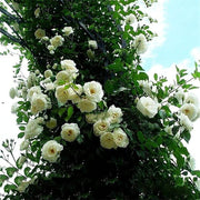 White Climbing Rosa Seeds
