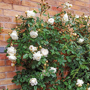 White Climbing Rosa Seeds