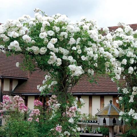 White Climbing Rosa Seeds
