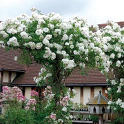 White Climbing Rosa Seeds