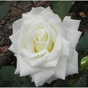 White Rose Rosa Seeds
