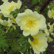 Yellow Hugo Rosa Seeds