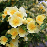 Yellow Hugo Rosa Seeds