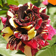 Yellow Maroon Rosa spp. Seeds