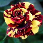Yellow Maroon Rosa spp. Seeds