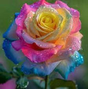 Yellow Mix Rosa Seeds