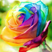 Yellow Mix Rosa Seeds