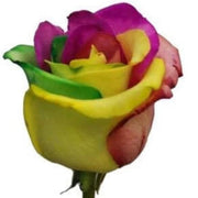 Yellow Mix Rosa Seeds
