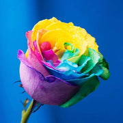 Yellow Rainbow Rosa Seeds
